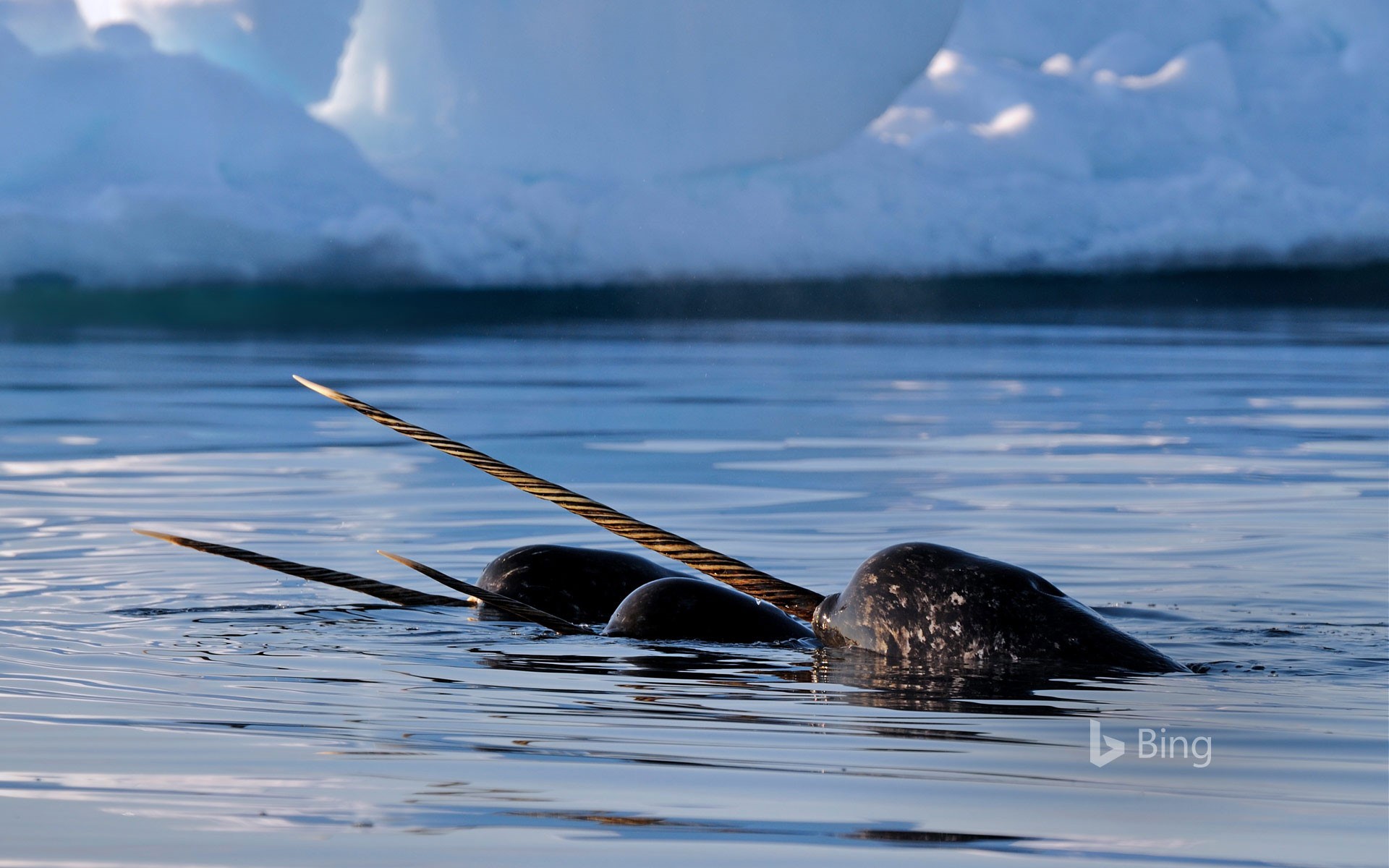 A pod of narwhals near Baffin Island, Nunavut, Canada