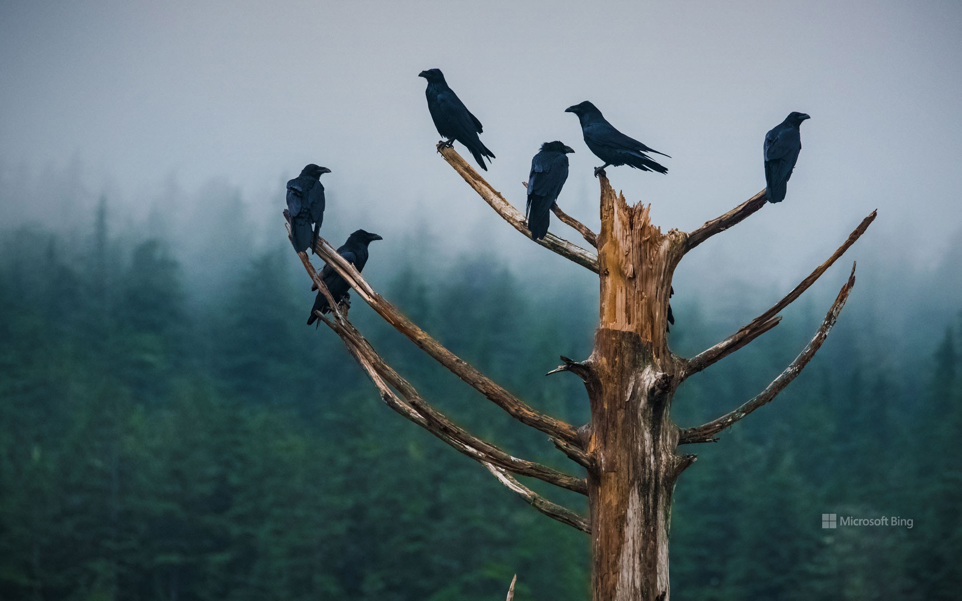Ravens, Alaska, USA