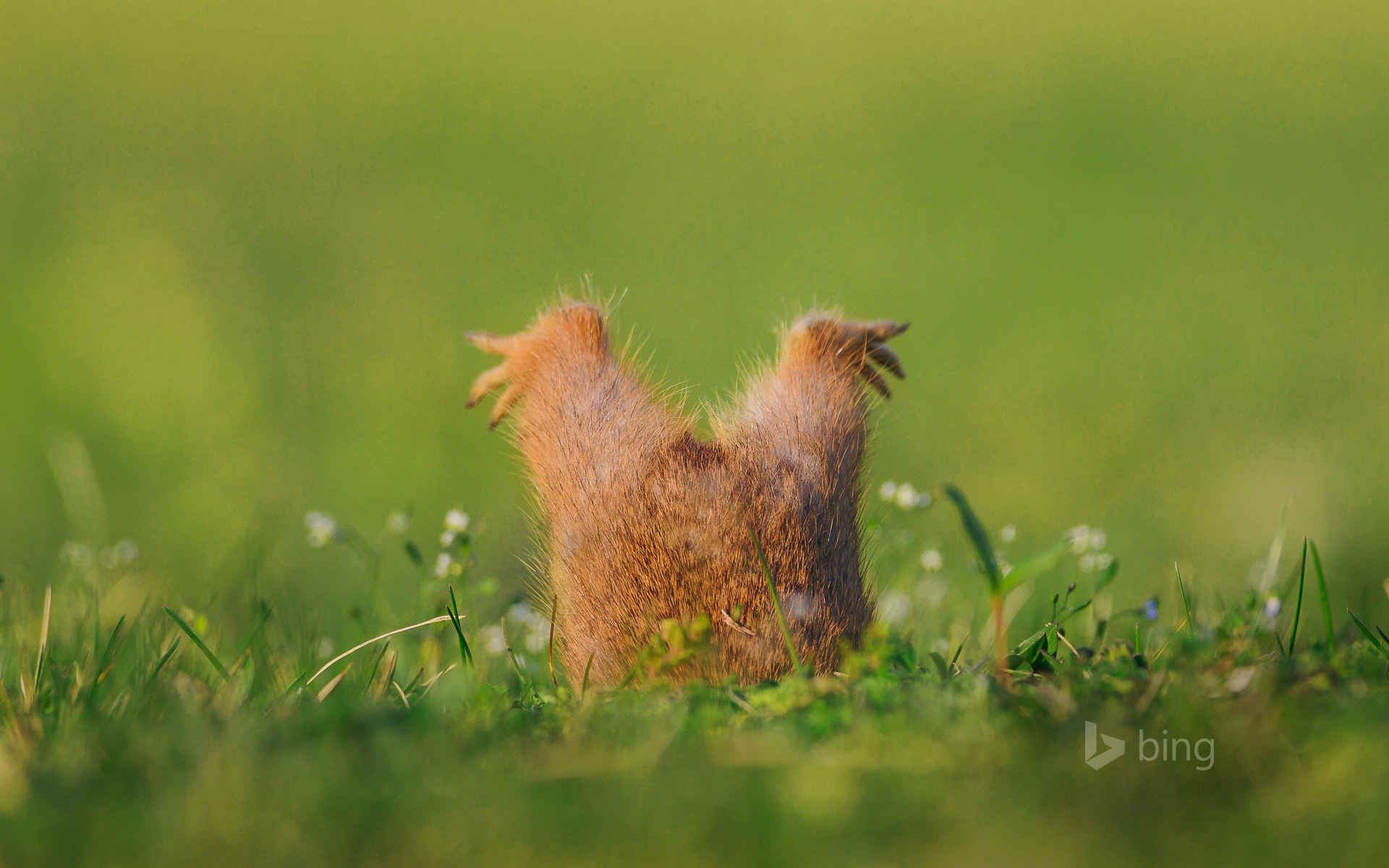 European ground squirrel