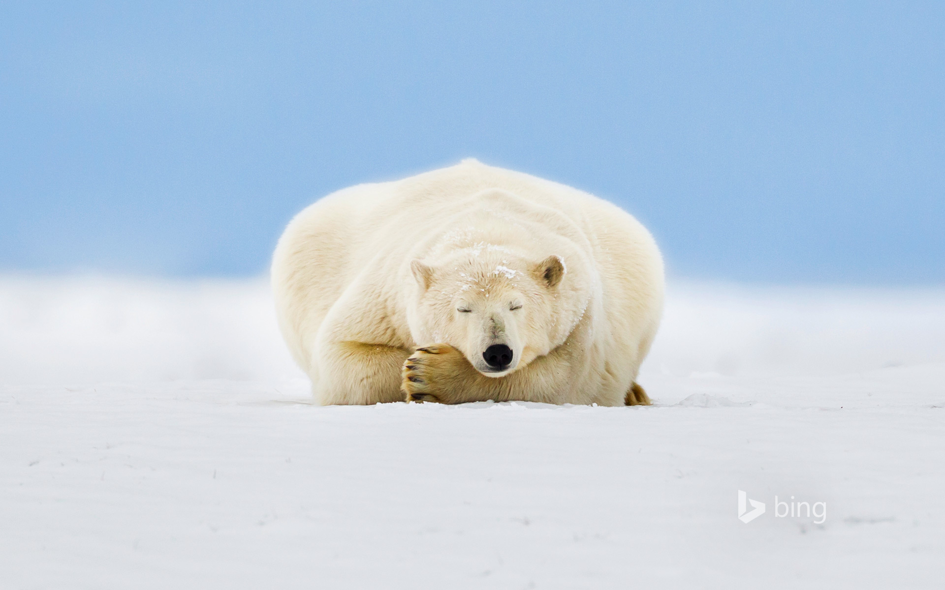 Polar bear on a barrier island in the Beaufort Sea, Arctic National Wildlife Refuge, Alaska, USA