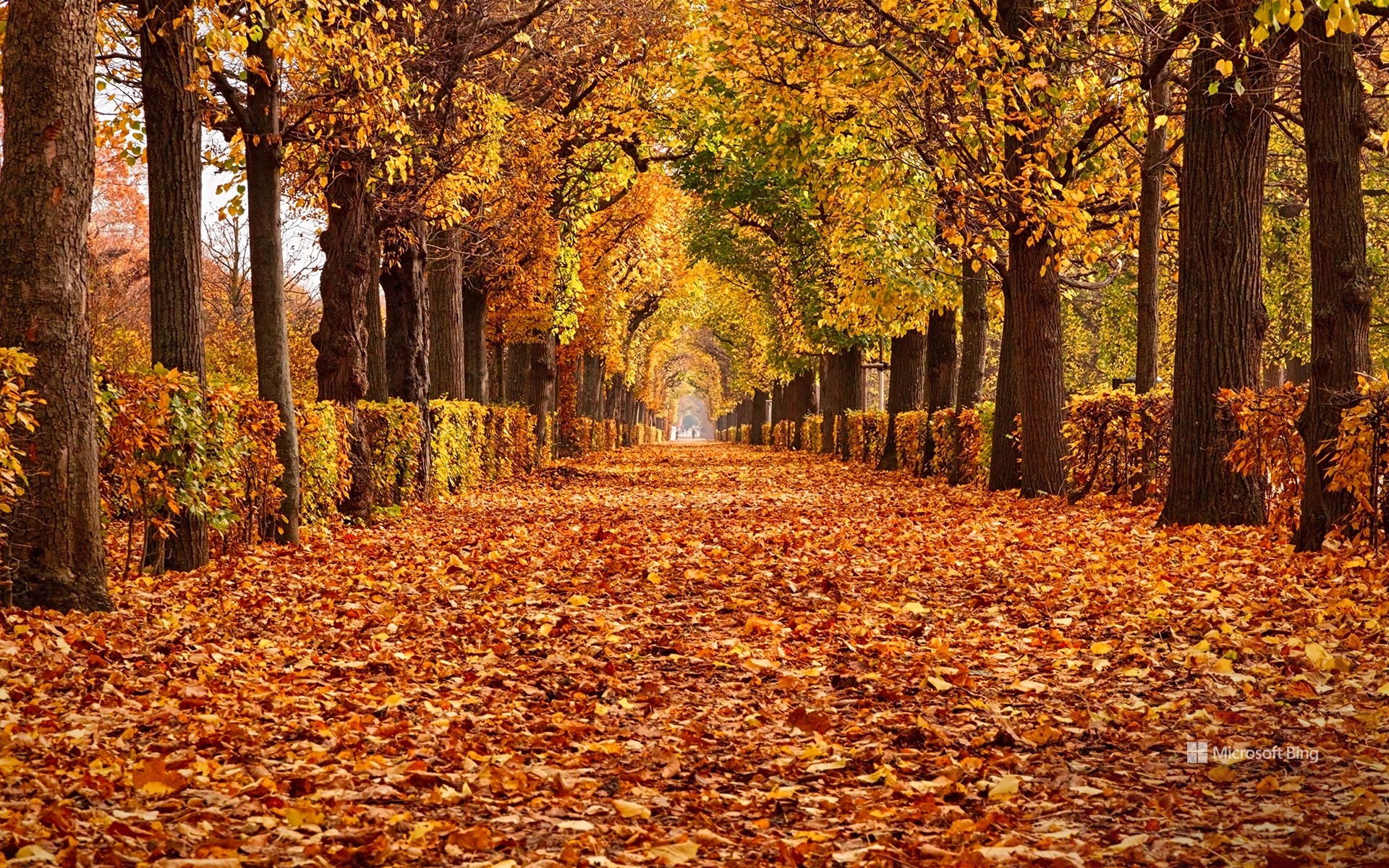 Autumn foliage in Schönbrunn Palace Park, Vienna, Austria