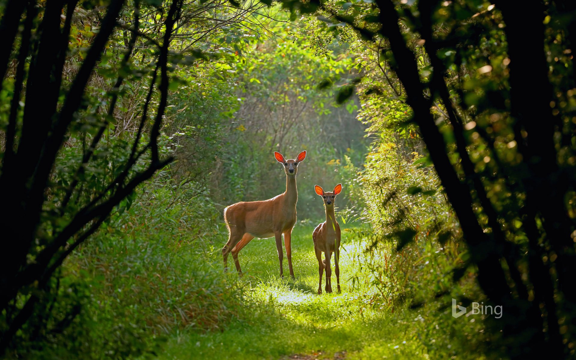 White-tailed doe and fawn in Wisconsin