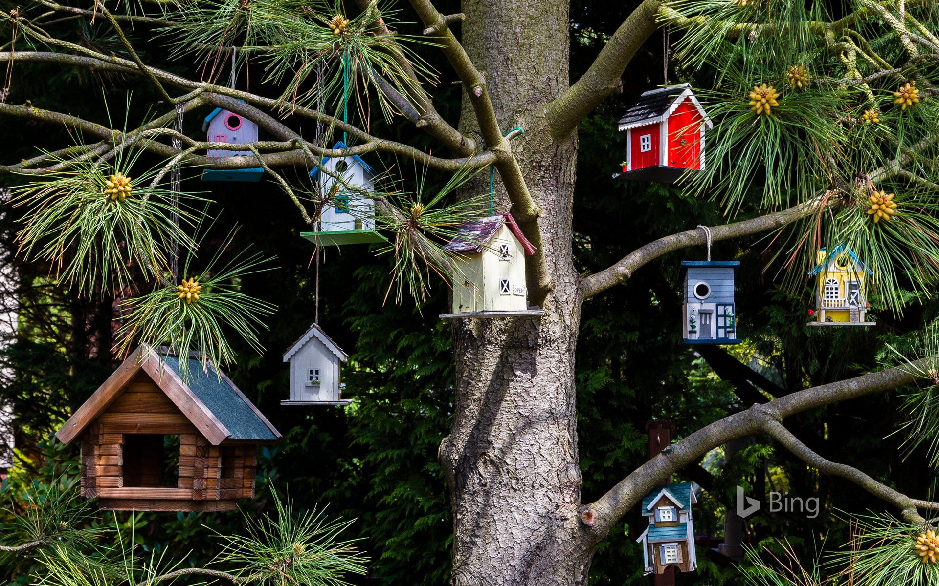 Birdhouses hanging in a tree
