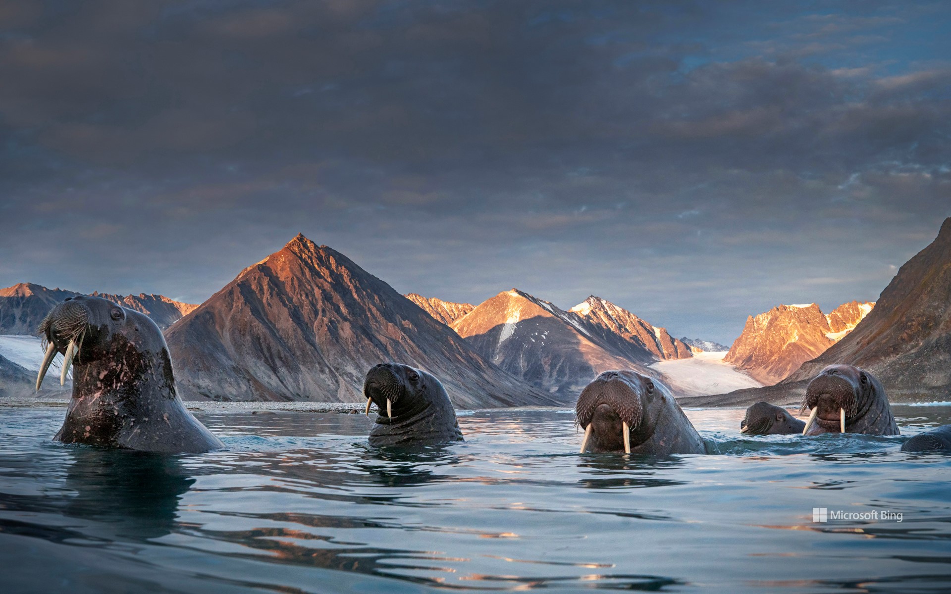 Herd of walruses in northern Spitsbergen, Svalbard archipelago, Norway ...