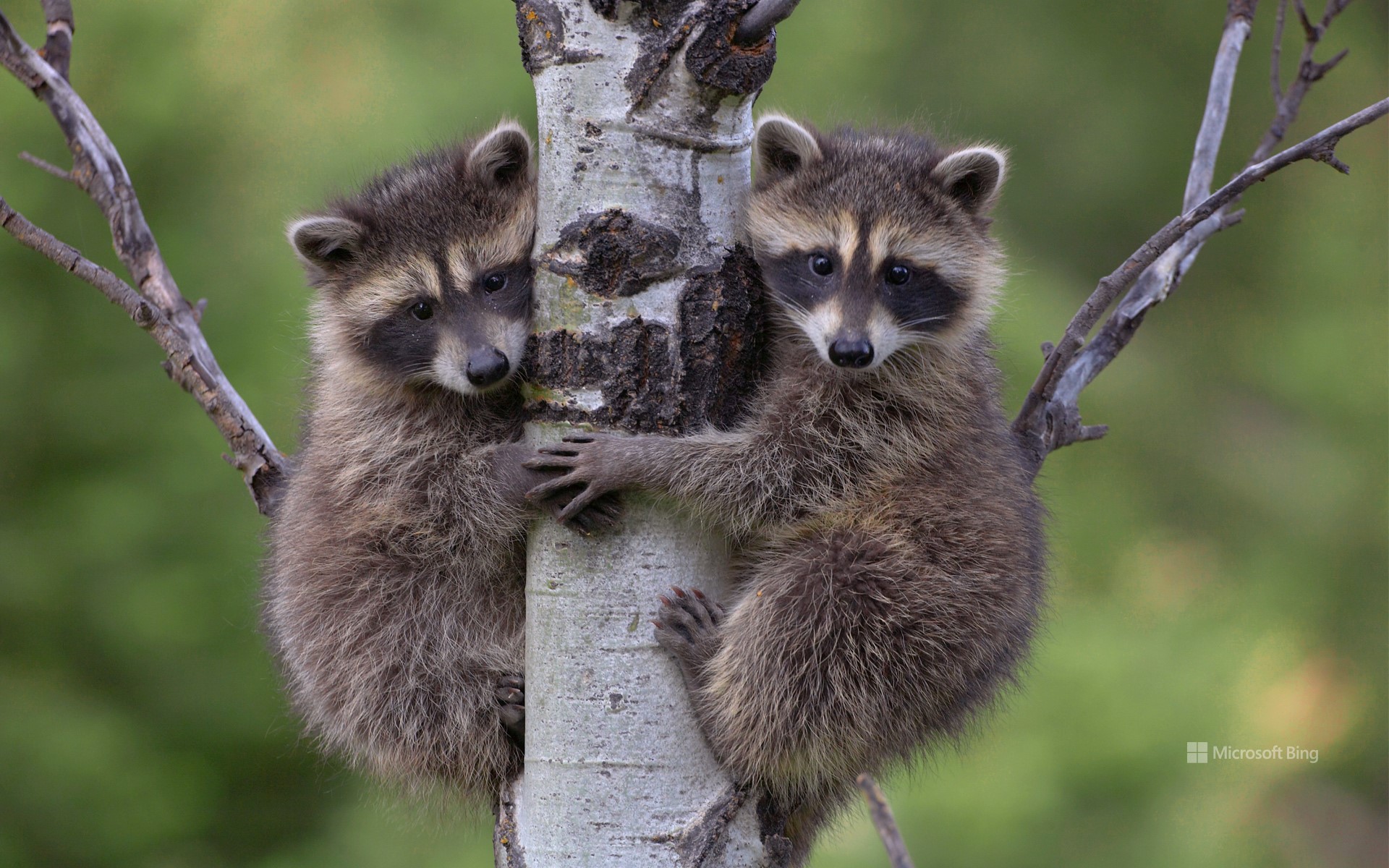 Raccoon (Procyon lotor) two babies climbing up the tree
