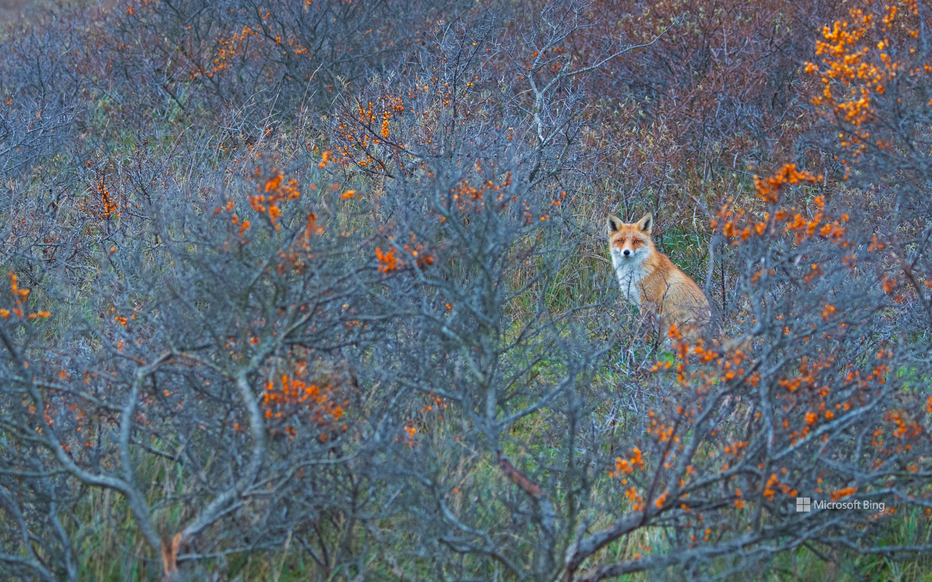 Red fox in Amsterdamse Waterleidingduinen Nature Reserve in the Netherlands