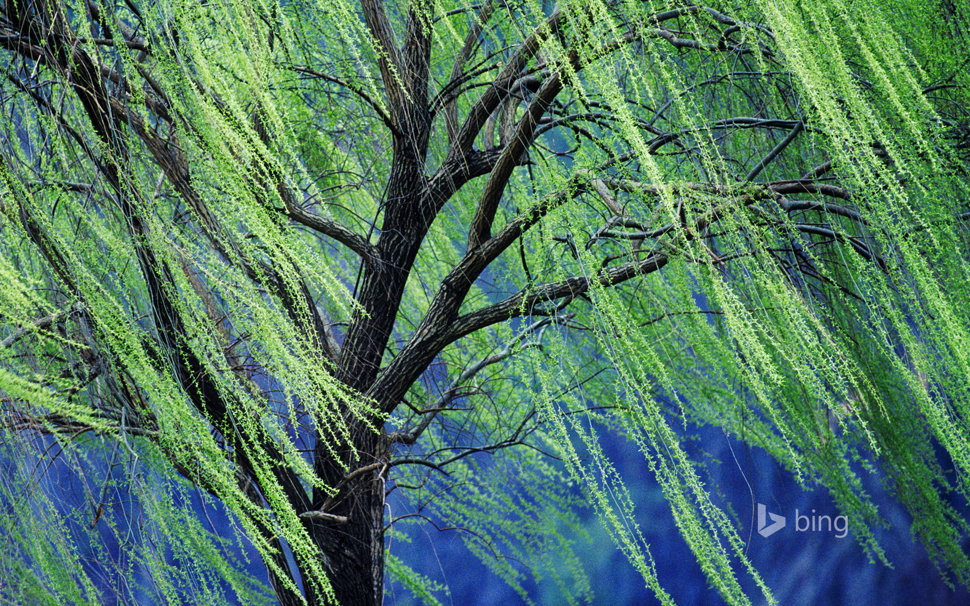 A weeping willow tree