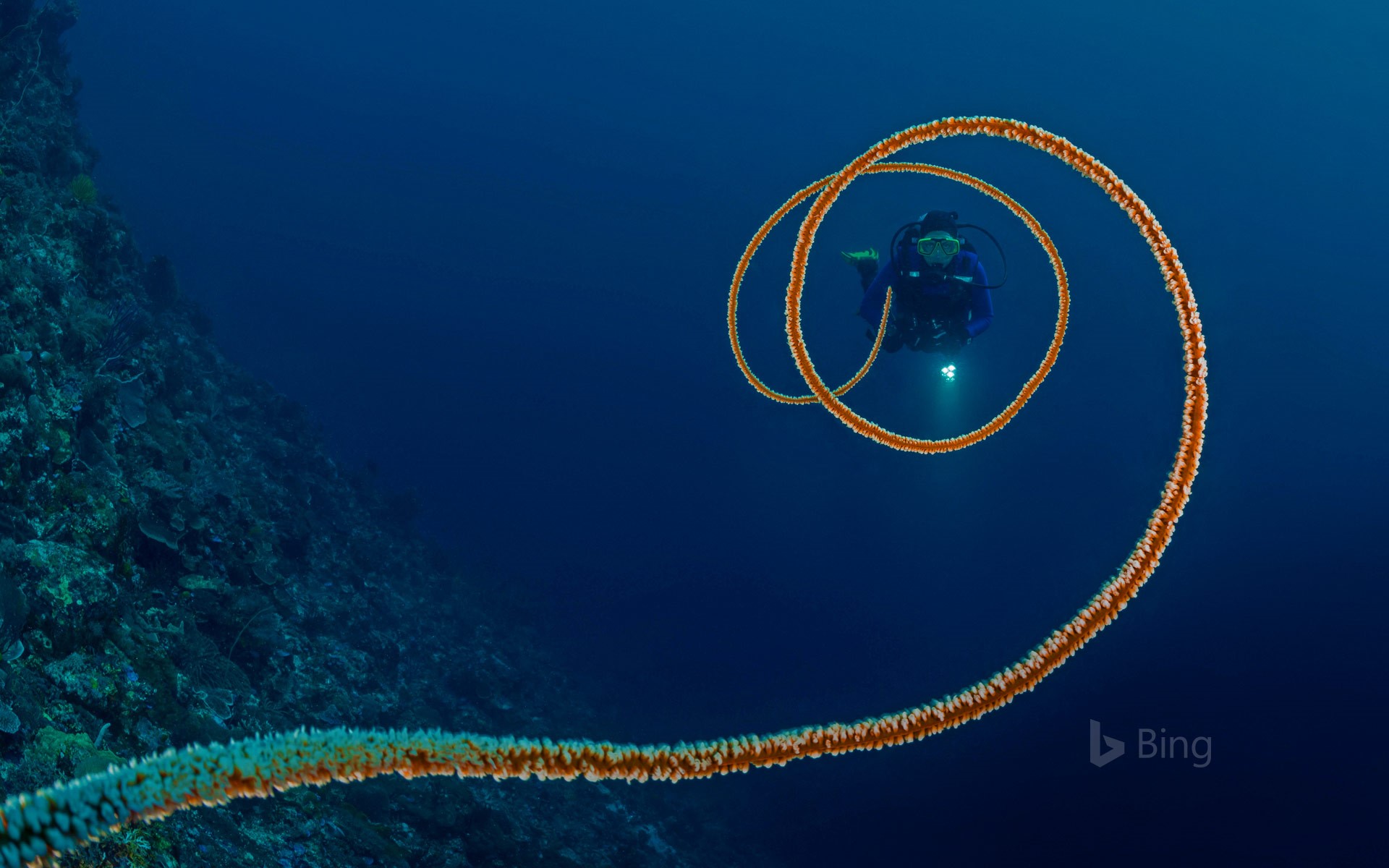 Spiral whip coral off the coast of Indonesia