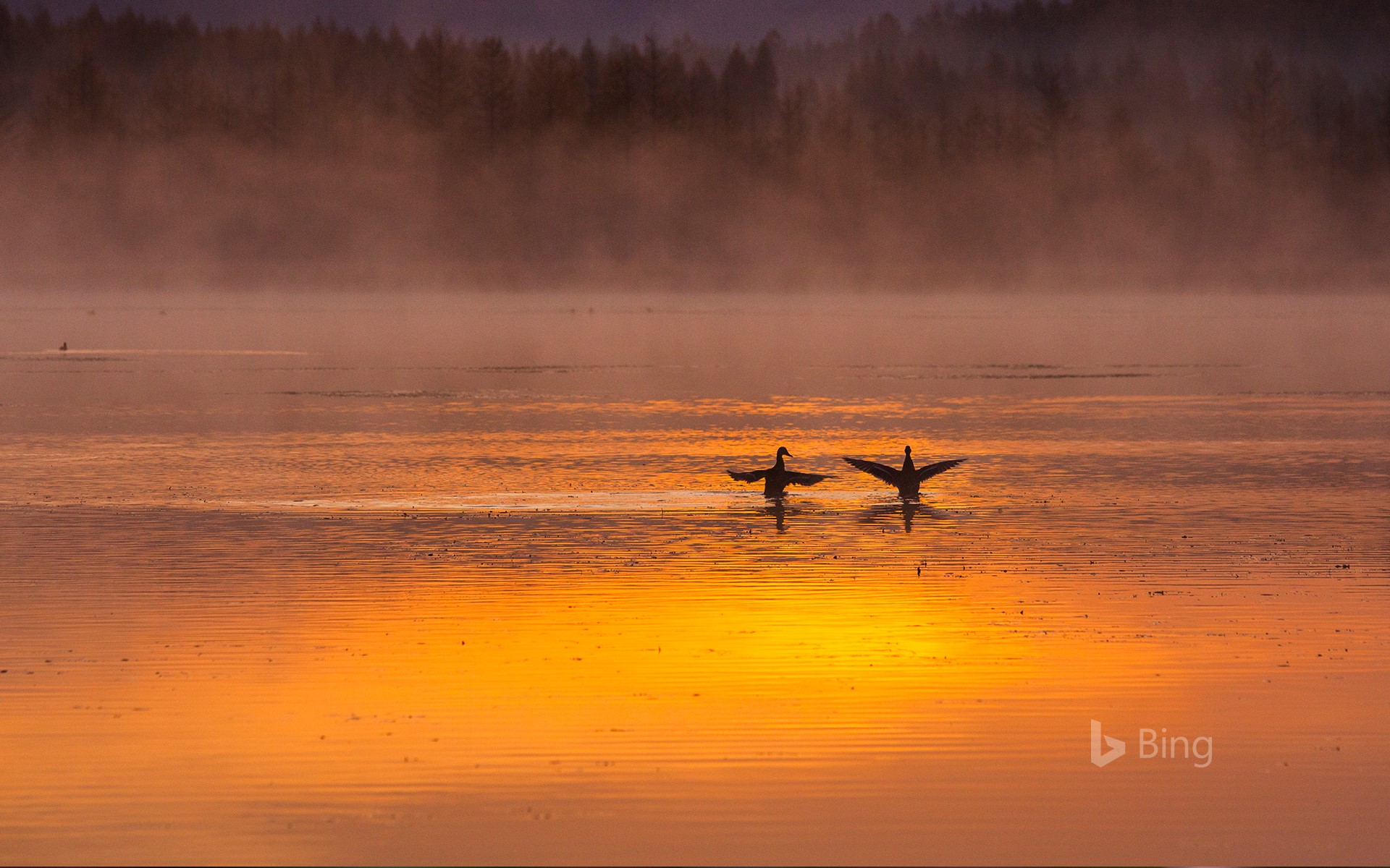 [Today's Tanabata] A pair of swans in Aershan National Forest Park, Inner Mongolia