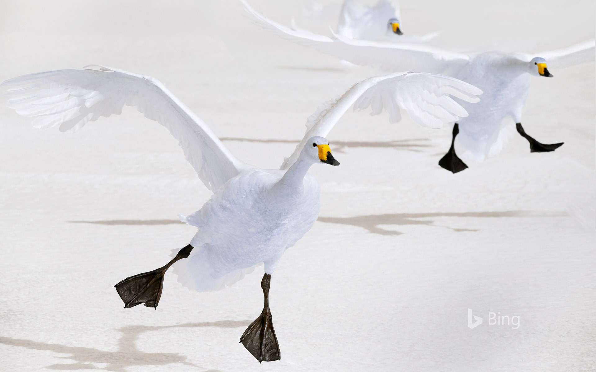 Whooper swans on Lake Kussharo, Hokkaido, Japan