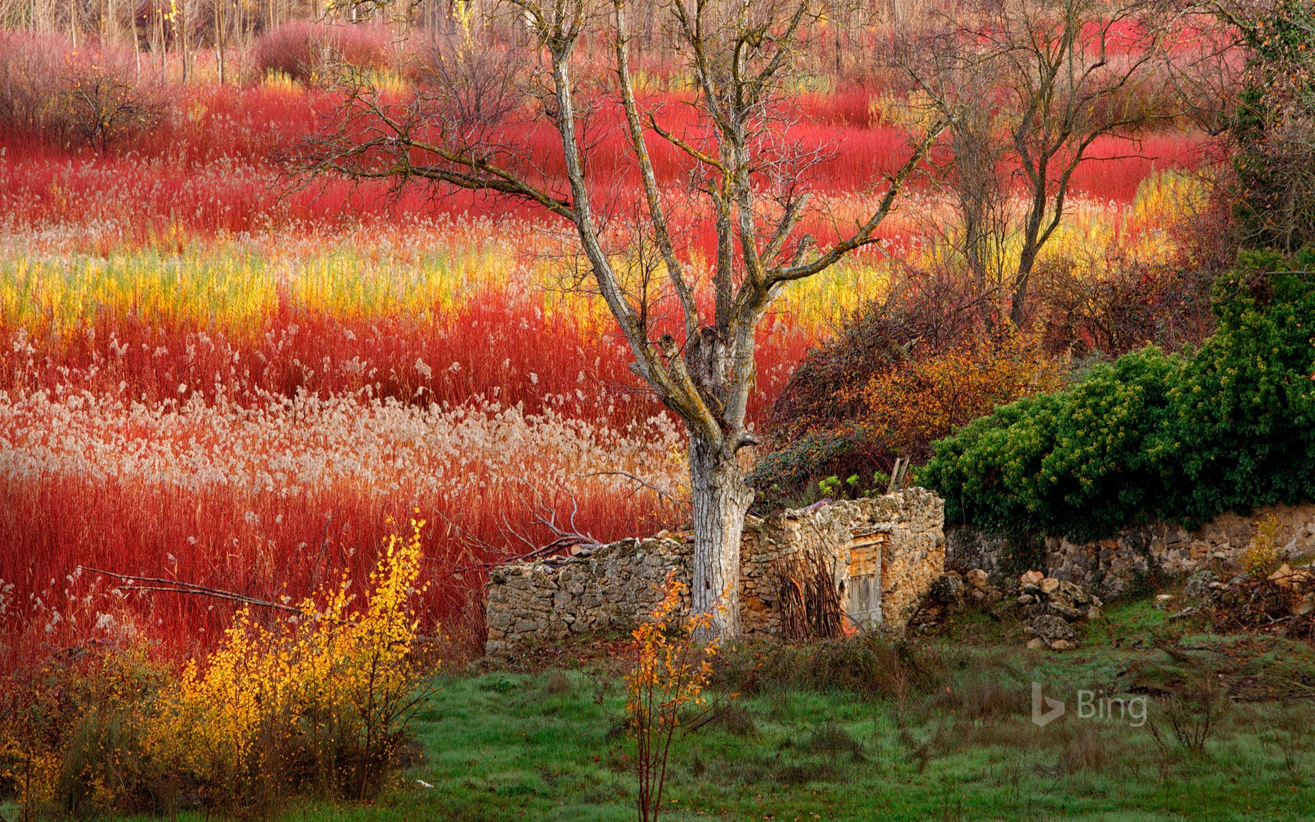 Wicker fields near Cuenca, Spain