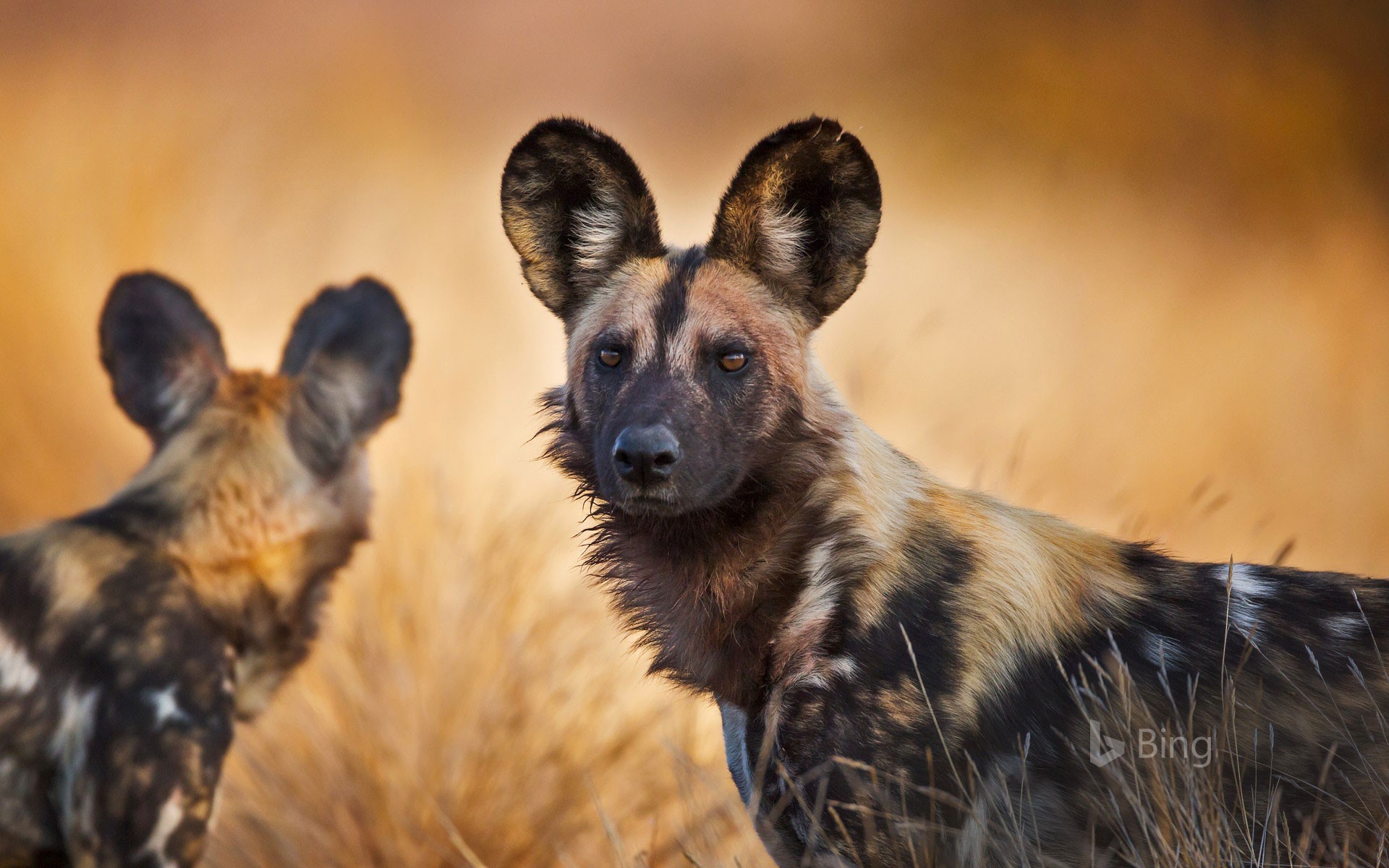 African wild dogs in Kruger National Park, South Africa