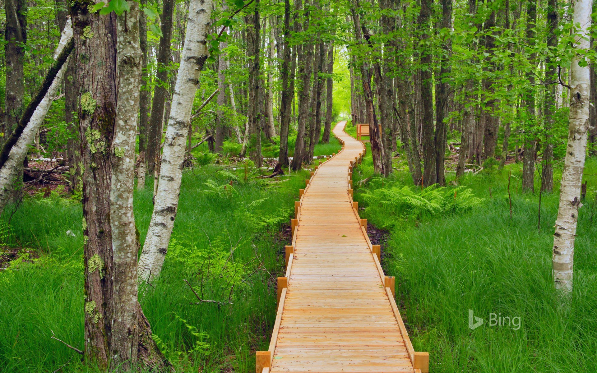 Jesup Path in Acadia National Park, Maine
