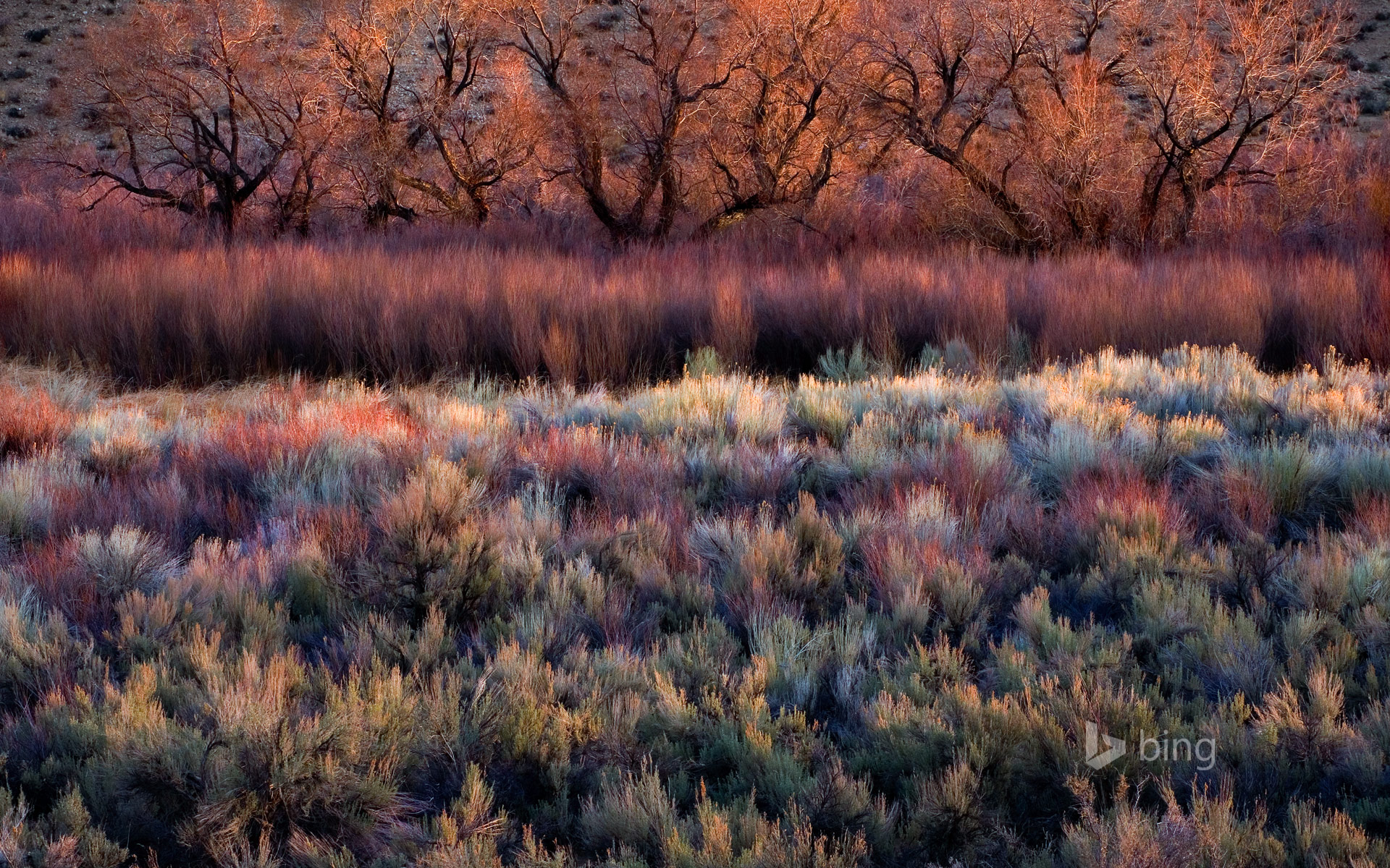 Foliage, including cottonwoods, willows, sage, and rabbitbrush, in California's Owens Valley