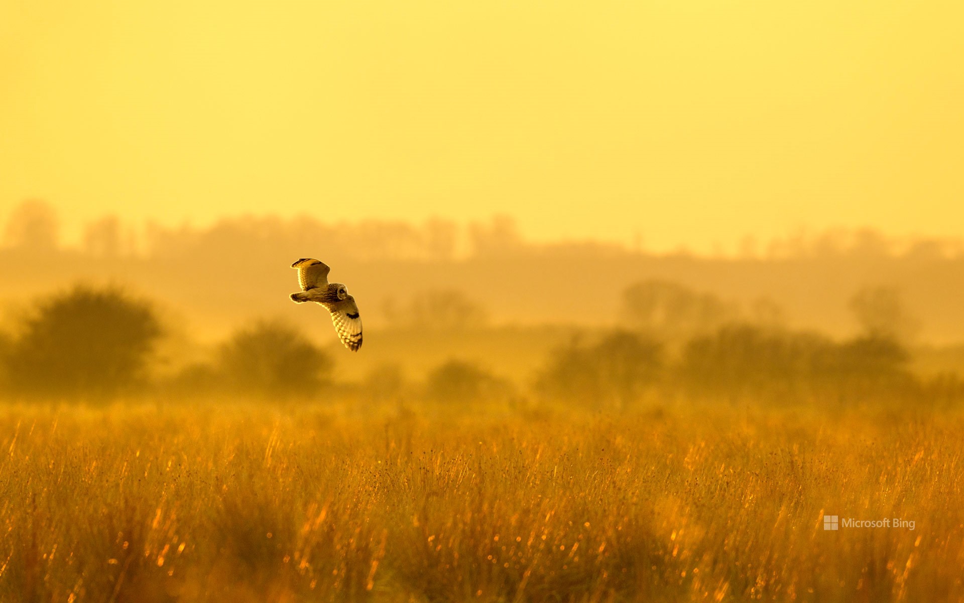Short-eared owl, Worlaby Carrs, Lincolnshire, England