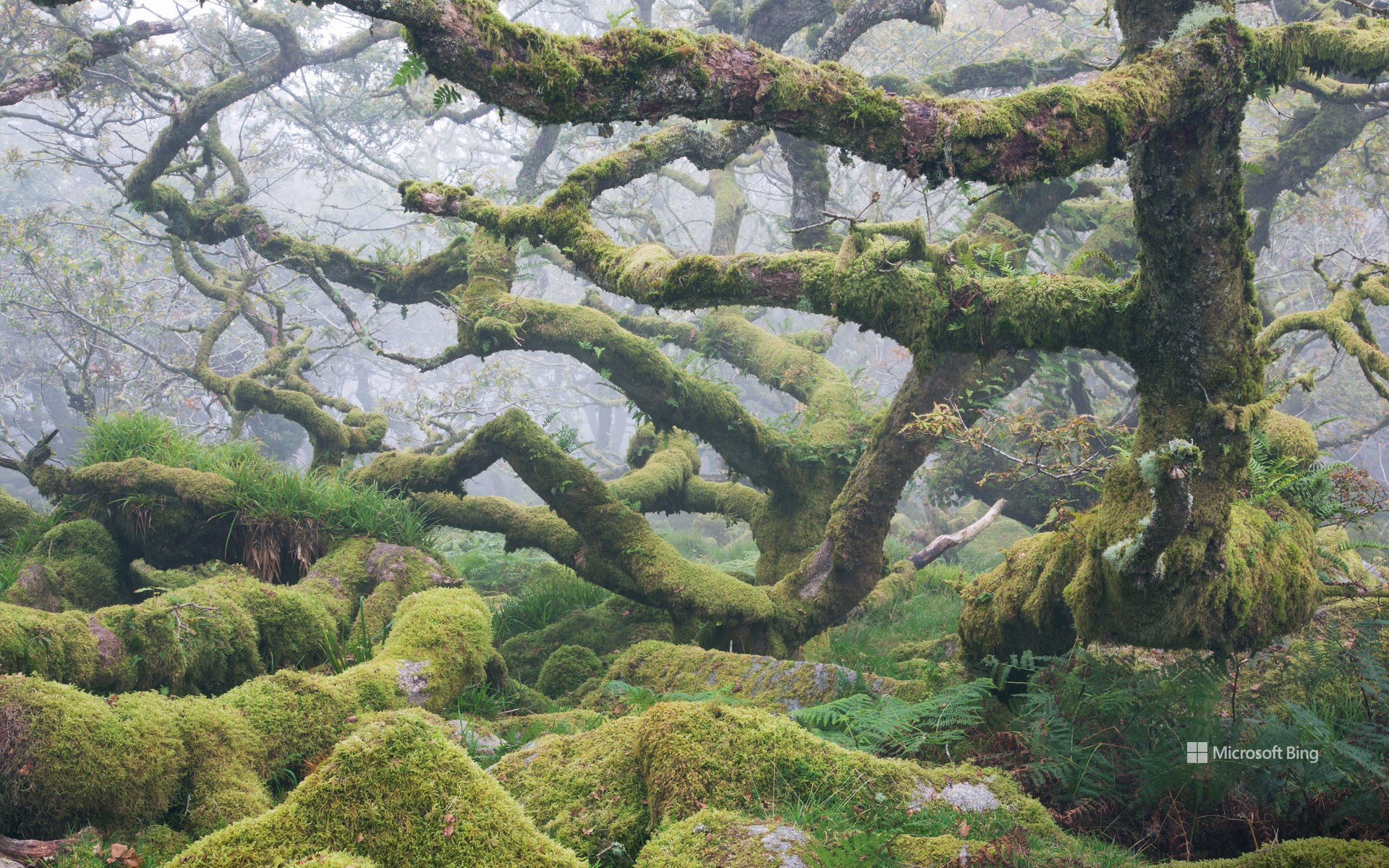 Gnarled ancient oak trees in Wistman's Wood, Dartmoor National Park, Devon