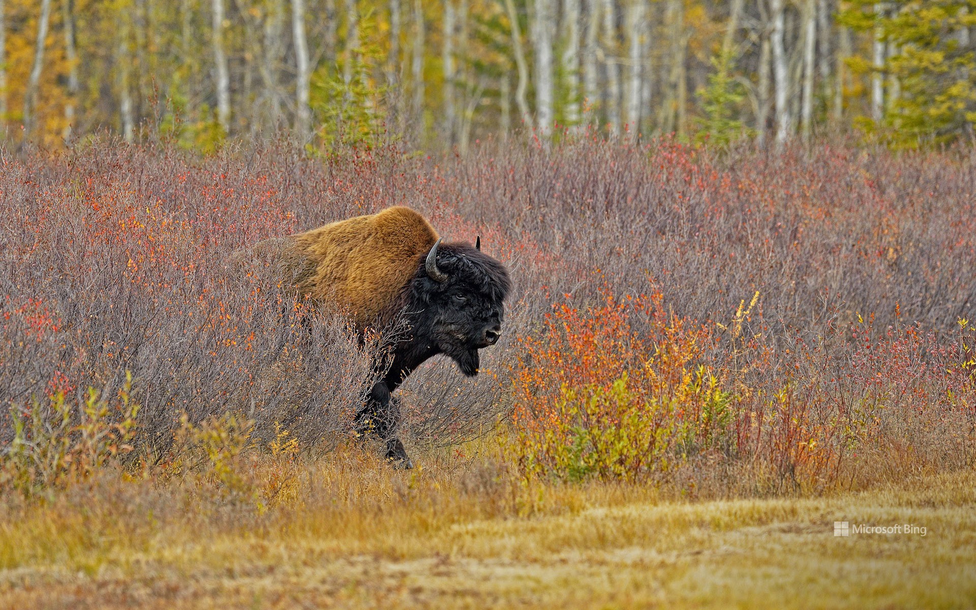 Wood bison, Northwest Territories, Canada