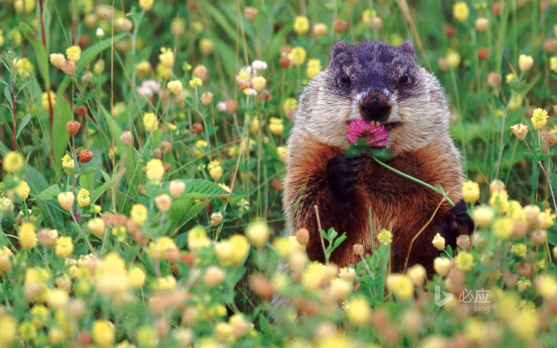 Groundhog eating flowers