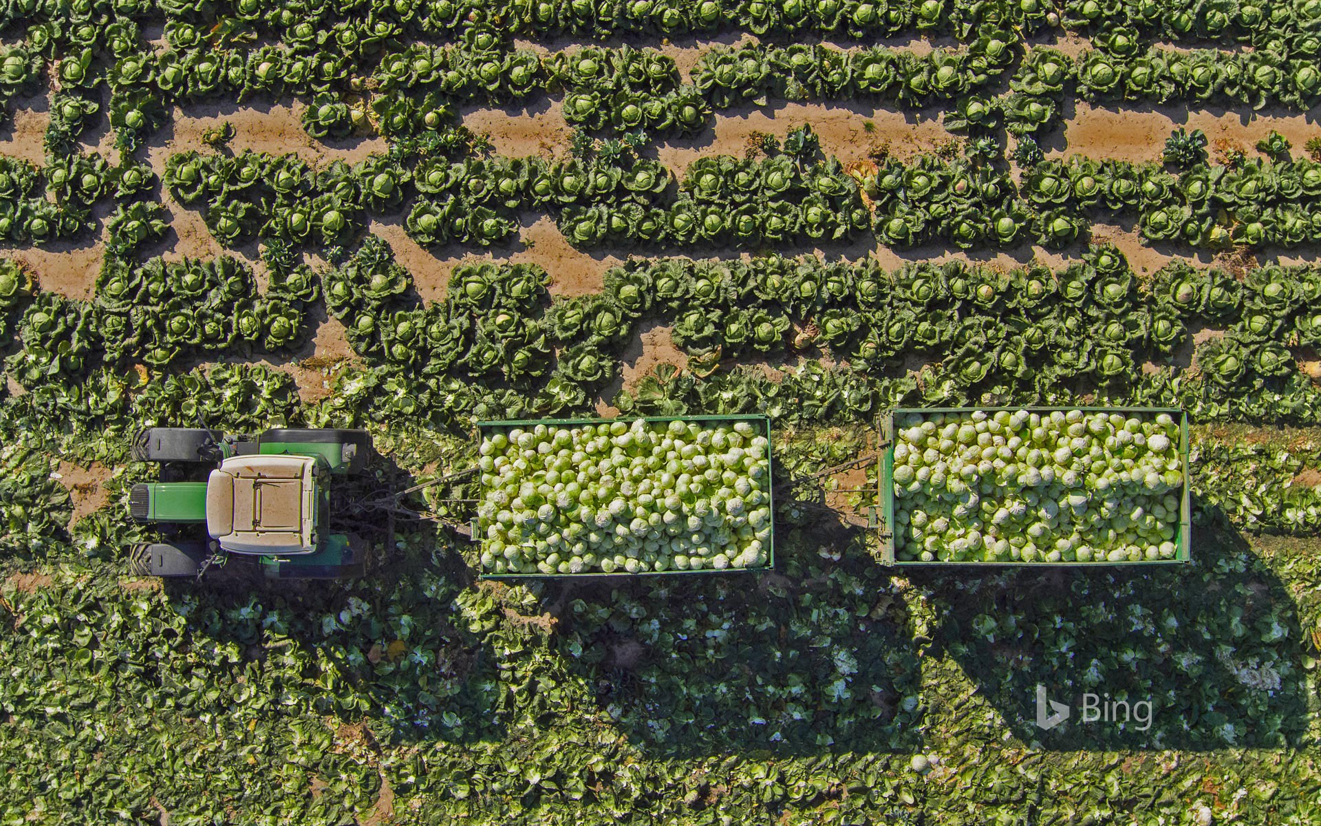 Cabbage field in Sankt Pölten, Austria