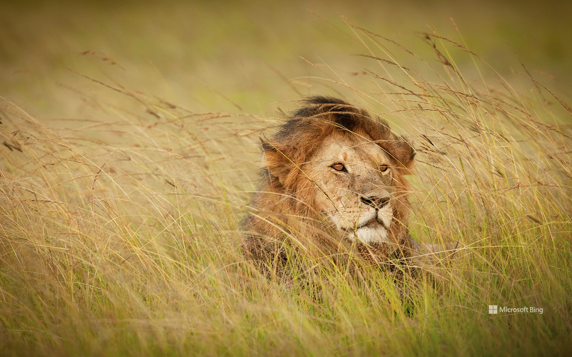 A lion in Maasai Mara, Kenya
