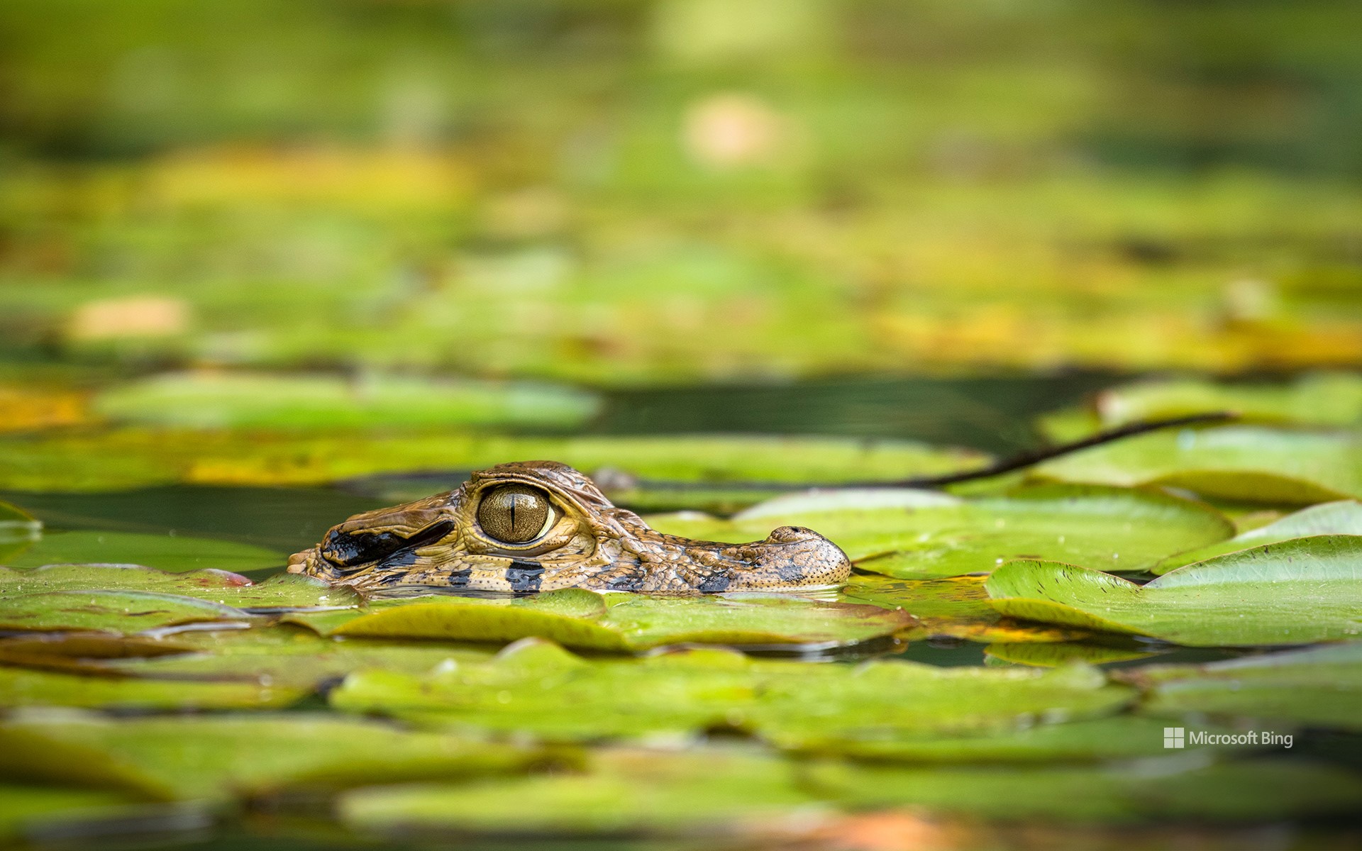 Young black caiman, Tambopata National Reserve, Peru - Bing Wallpapers ...