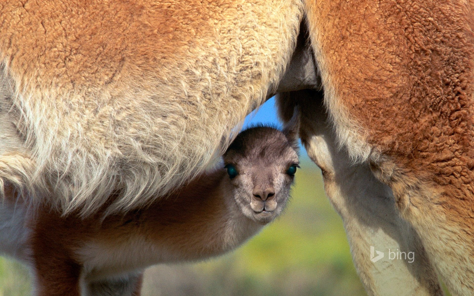 Young guanaco seeking safety under its mother, Torres del Paine National Park, Chile