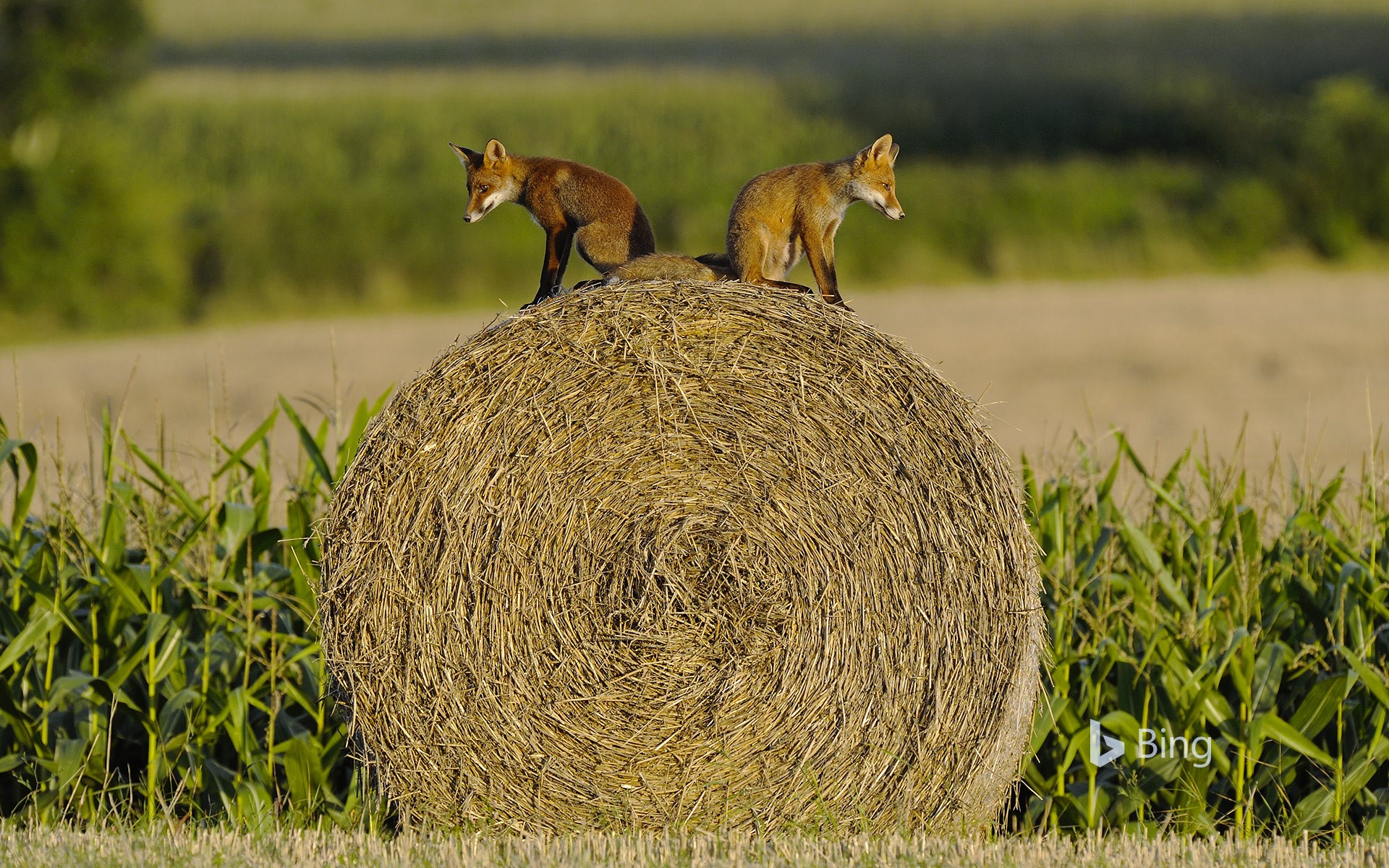 Young red foxes on a hay bale, Vosges, France
