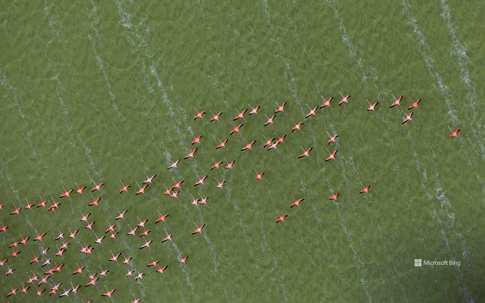 Caribbean flamingos, Yucatán Peninsula, Mexico